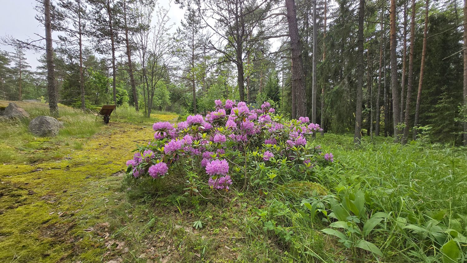 Myydään Gumbostrandin kyläalueelta iso tontti Sipoossa!
