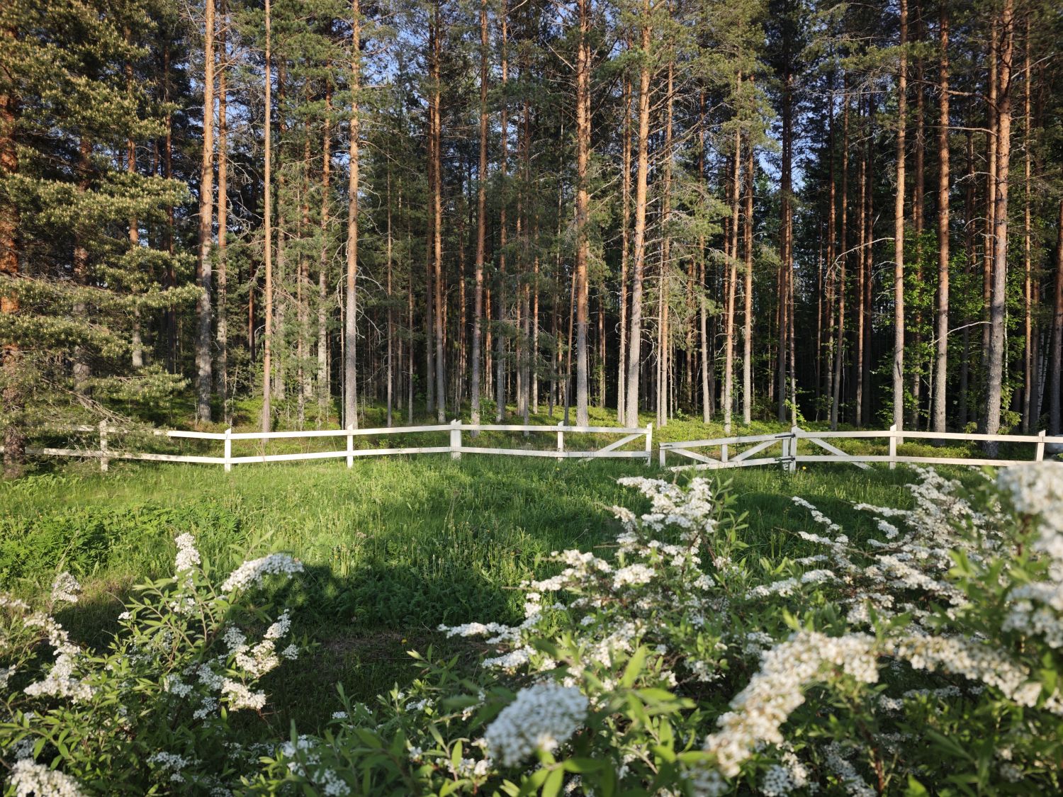 Vehreä piha-alue ja metsämaisema hotellikiinteistön ympärillä.